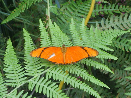 Oranje boven