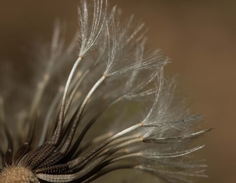 Einde van een bloem.