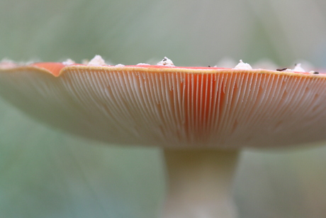 Rood met witte sporen