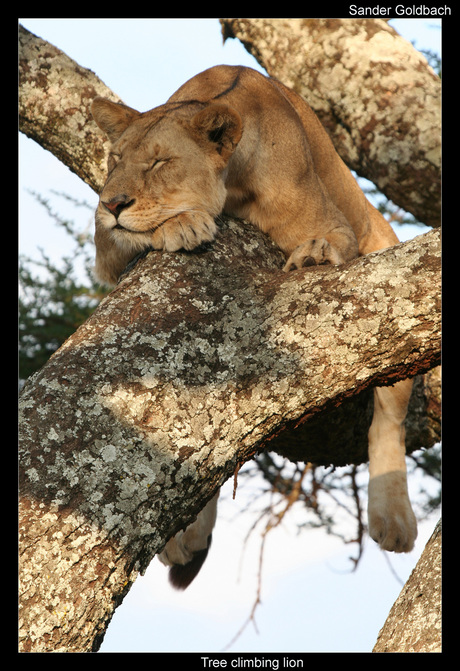 Tree climbing lion