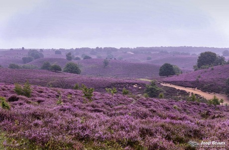 Op de bloeiende heide