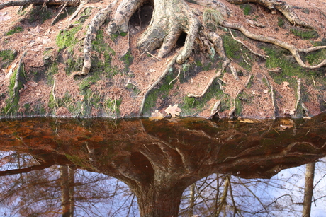 Spiegel der natuur