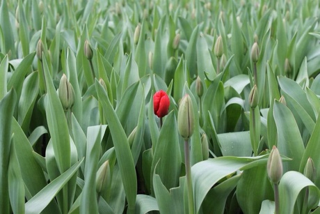 Die ene rode tulp