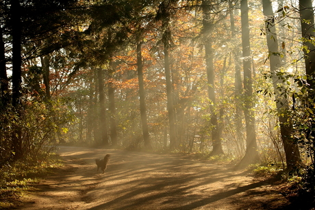 Amsterdamse Bos