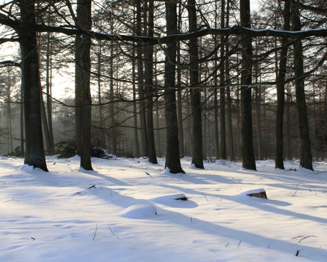 Bomen in de winterzon