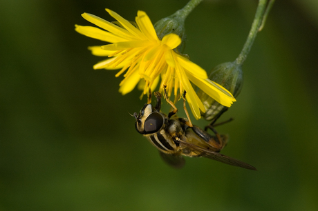 Zweefvlieg op bloem 2