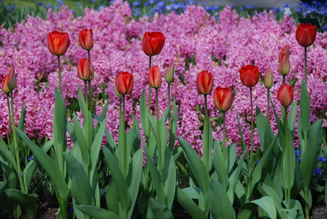 de Keukenhof