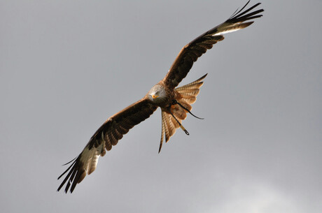 Rode wouw in vlucht