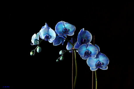 Orchidee in blue