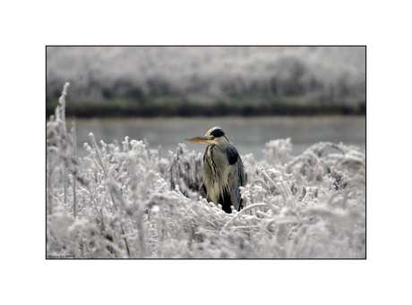 (gr)ijsvogel