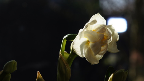 narcis in lentelicht
