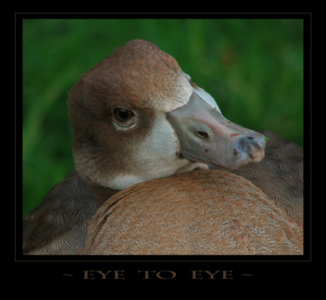 ~ Eye To Eye ~