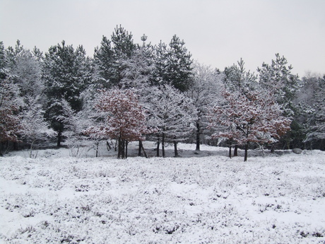 Brunssummerheide