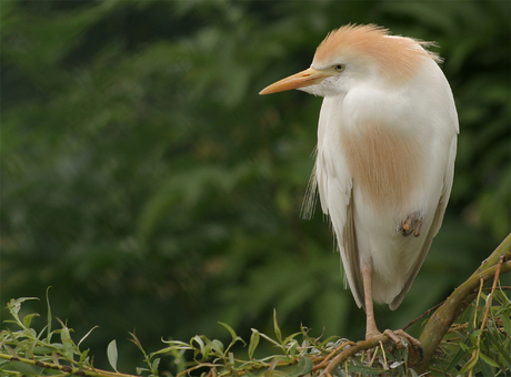 Vreemde vogel