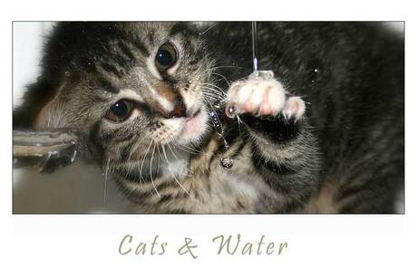 Cats And Water