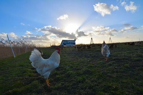 Chicks-on-the-move