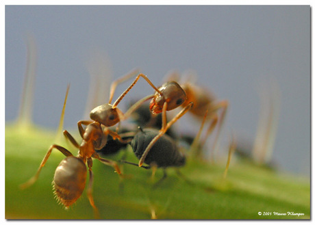 2 mieren vechten om een luis