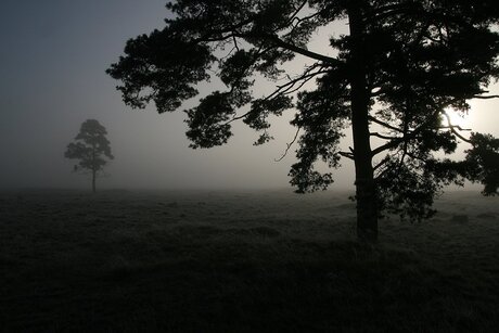 's morgens Hoge Veluwe