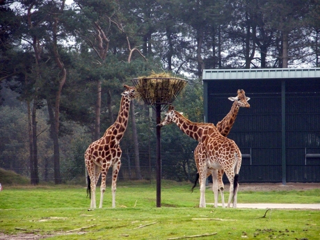 Giraffe Beekse Bergen 2