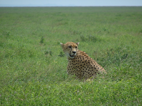 Serengeti 2007