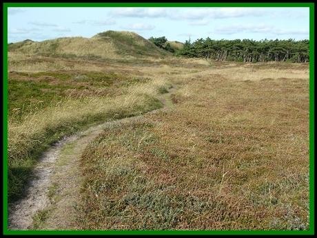 DUINEN OP TEXEL