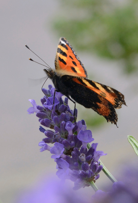 vlinder op lavendel II