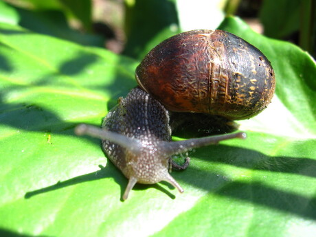 slak in de tuin