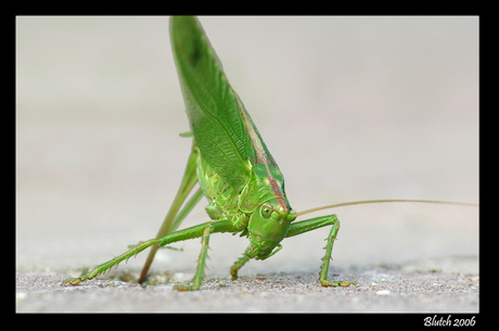 Sprinkhaan met 5 poten?
