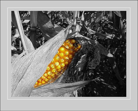 Kolfje naar mijn hand