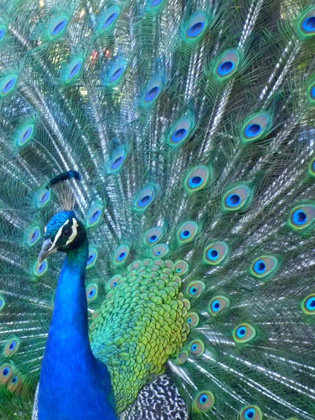 Proud Peacock