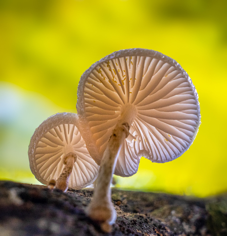 De Paddenstoelen
