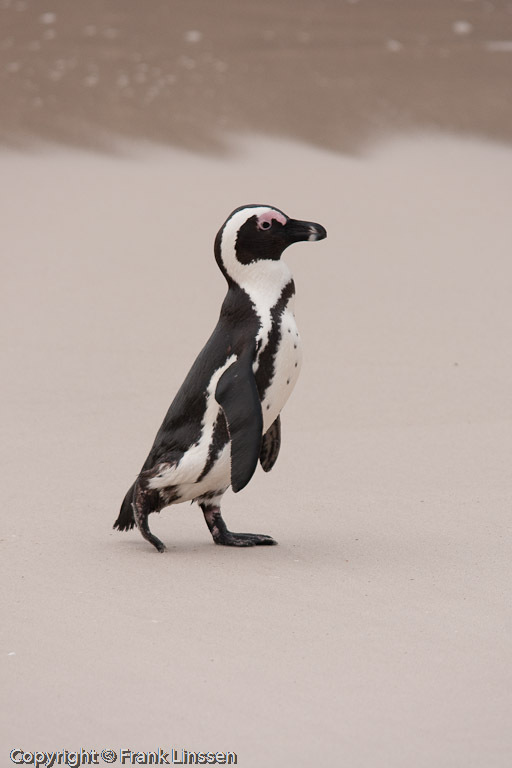 Onderhandelen Klik oplichter ZUid-Afrikaanse Pinguin - foto van franklinssen - Natuur - Zoom.nl