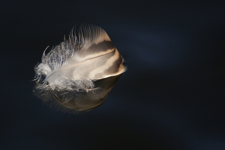 veertje op water