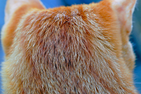 Back of a cat