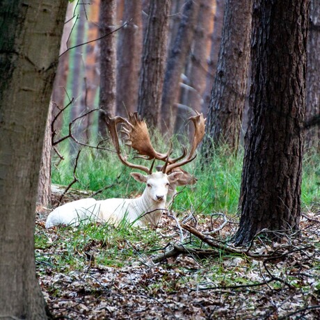 Albino hert met z'n vriendje
