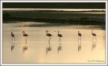 Flamingo's in het wild @ Curacao