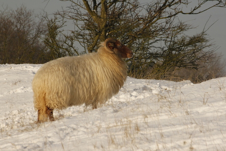 schaap in het duin