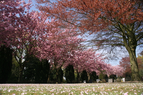 In bloei op kerkhof