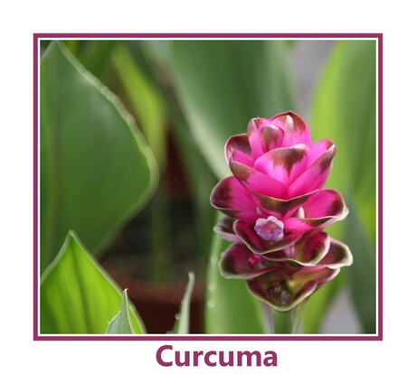 curcuma