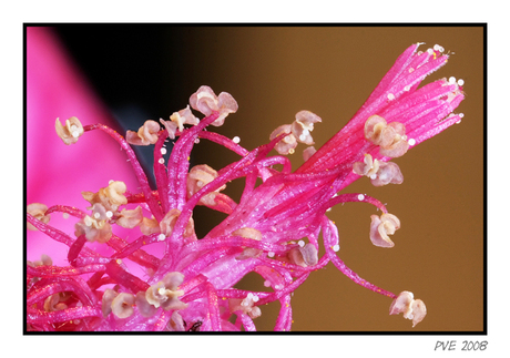 Lavatera