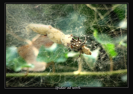 Spider at work