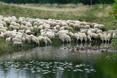 natuurlijke drinkplaats