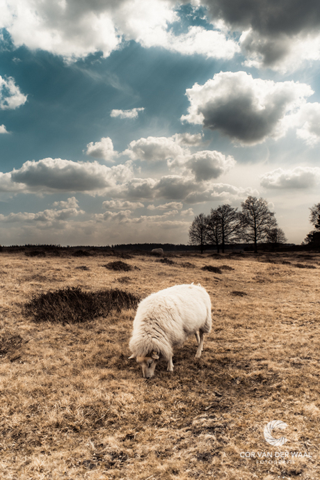 Dutch Landscape