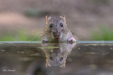 Bruine rat. Zo lief heb ik ze niet eerder gezien