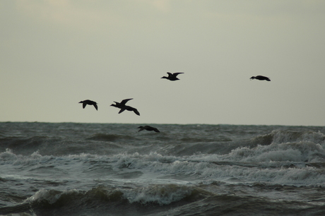 Vakantie_texel0131