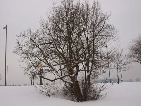 sneeuw foto's rotterdam 009.JPG