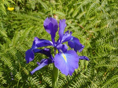 Iris in ordesa