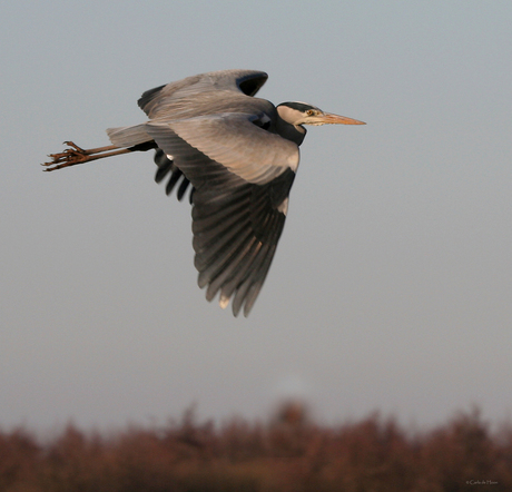 Reiger komt langs vliegen