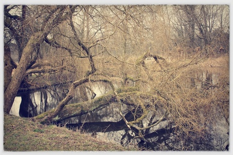 Falling Tree