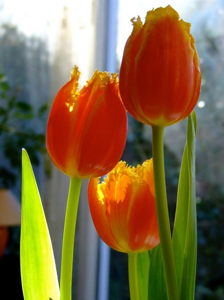 tulpen